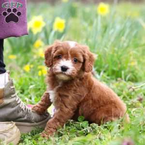 Mickey, Cavapoo Puppy